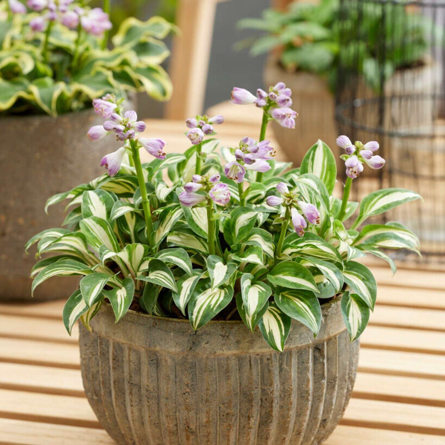 Hosta ‘Pandora's Box’